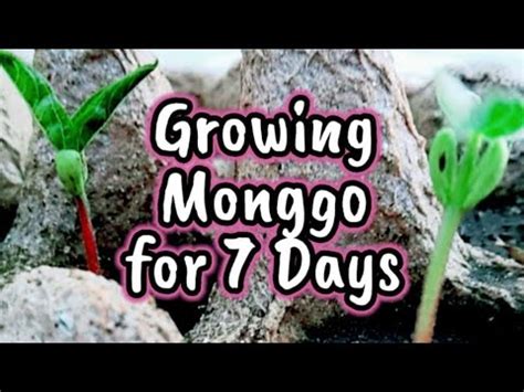 Monggo Seeds Observation for 7 Days | Planting Mung-Bean | Kids ...