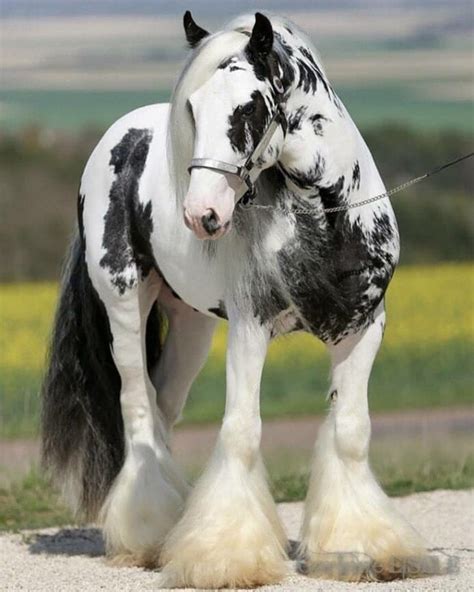 41++ Show me pictures of clydesdale horses info | runninghorsephoto