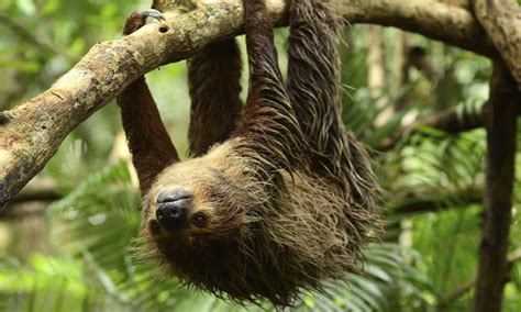 Why are sloths slow? And six other sloth facts | Stories | WWF