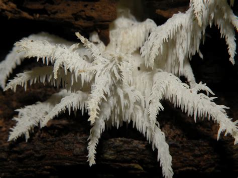 lion's mane mushroom by growerman on DeviantArt