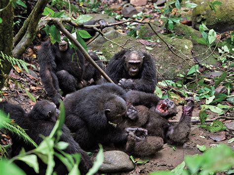 Why do chimps kill each other? | Science | AAAS