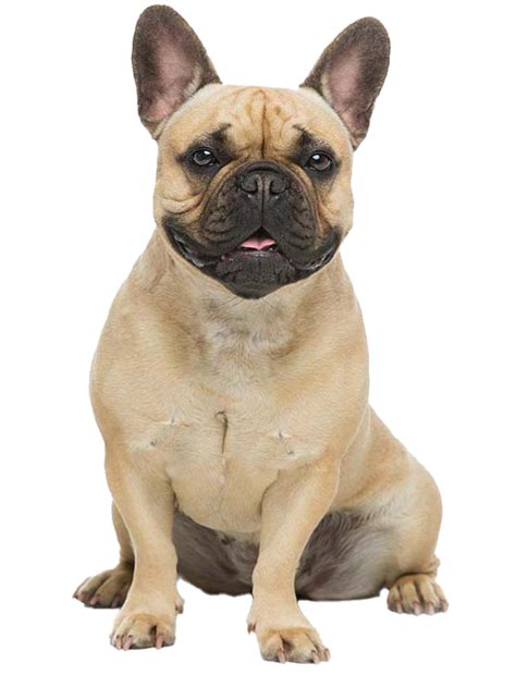 French Bulldog: Temperament, Lifespan, Grooming, Training | Petplan