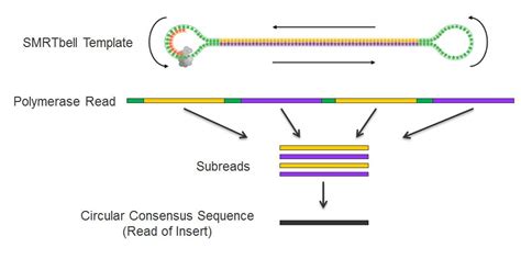 PacBio Is A DNA Sequencing Standout (NASDAQ:PACB) | Seeking Alpha