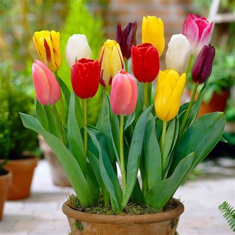 Top 999+ tulip images – Amazing Collection tulip images Full 4K