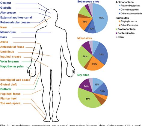 [PDF] The skin microbiome: current perspectives and future challenges ...