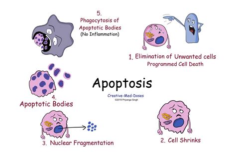 Necrosis VS Apoptosis, six major differences - Creative Med Doses