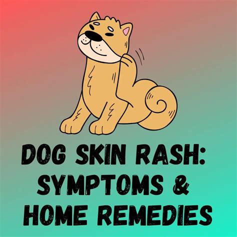 10 Dog Skin Rash: [Causes, Symptoms, Home Remedies]