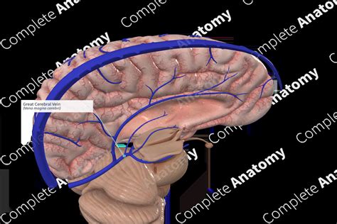 Great Cerebral Vein | Complete Anatomy