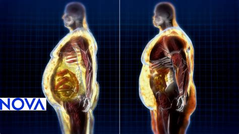 Fat Storage and Energy Use | The Truth About Fat | PBS LearningMedia