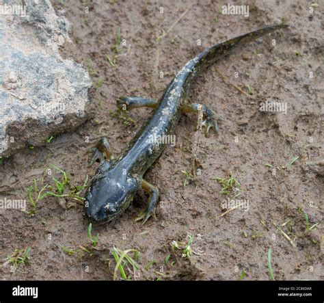 Arizona Tiger Salamander (Ambystoma mavortium nebulosum) from Mesa ...