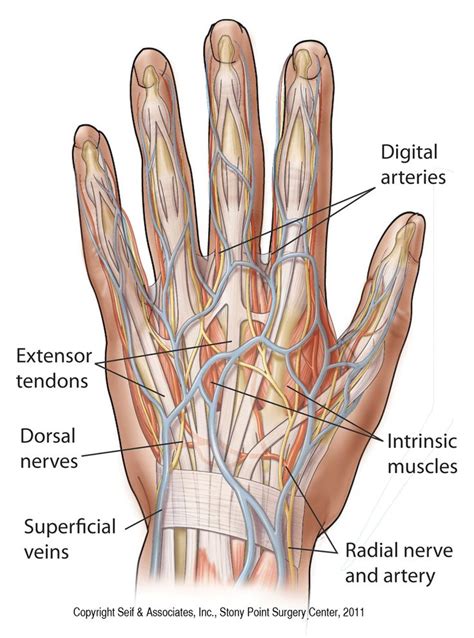 anatomy-of-the-left-hand.jpg (900×1213) | Anatomy, Anatomy organs ...