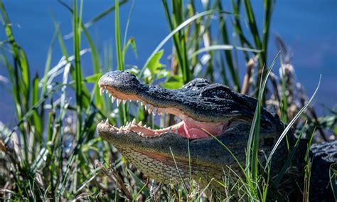 American Alligator Habitat Map