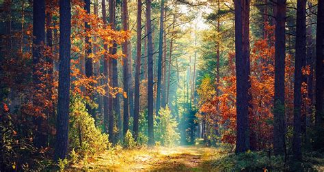 The 10 Best Tips for Woodland Landscapes Photography