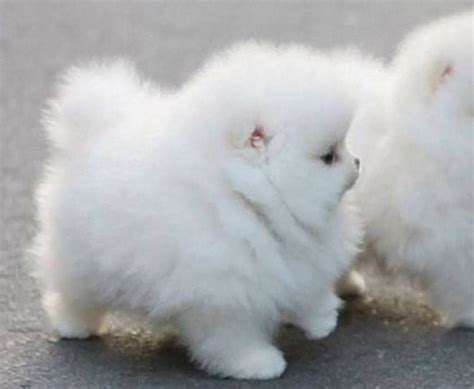 Big White Fluffy Dog Breeds