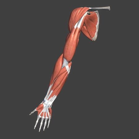 Arm Muscle Anatomy & Diagram - Lesson | Study.com