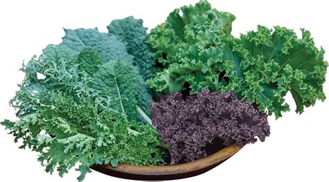 Amazon.com: bulk kale seed