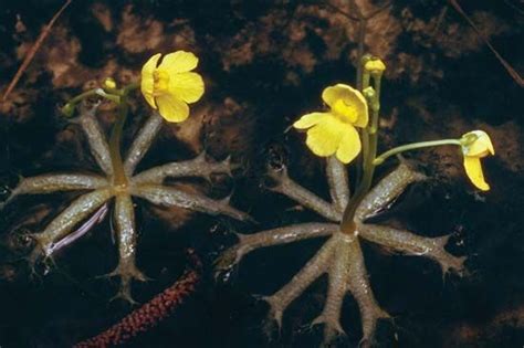 Bladderwort | plant | Britannica.com