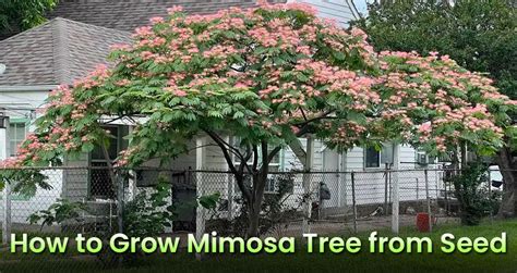 How To Start & Grow Mimosa Tree From Seed (Planting Albizia julibrissin ...