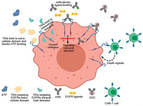 Cancers | Free Full-Text | Molecular Targeting Therapy against EGFR ...