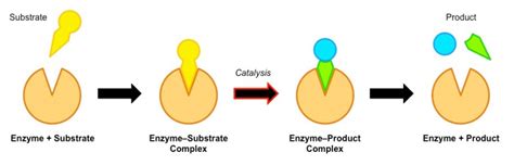 Substrate | Definition , Biochemsitry & Examples