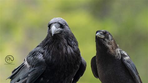 American Crow vs Common Raven - A Tale of two corvids