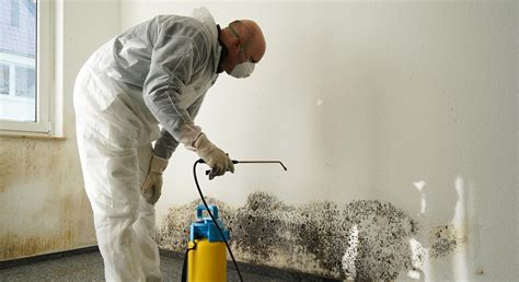 Black Mold Removal: Mold