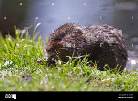 European Water Vole at a riverbank in the UK. May Stock Photo - Alamy