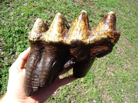 Incredibly Colorful Rooted Mastodon Tooth | Fossils | MUSEUM ...