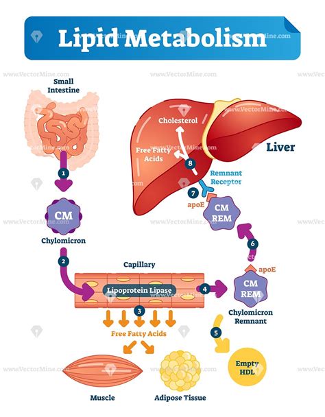 Lipid metabolism vector illustration infographic – VectorMine | Fatty ...