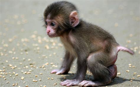 Baby Monkeys Wallpaper - WallpaperSafari