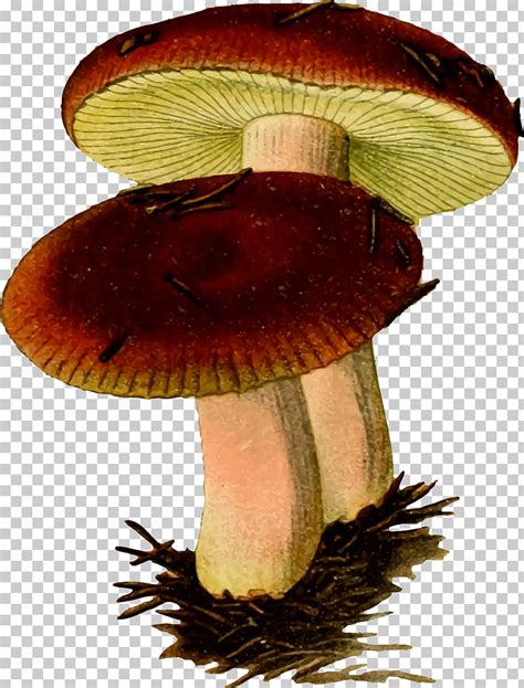 Free Fungi Cliparts, Download Free Fungi Cliparts png images, Free ...