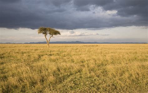 Temperate Grasslands And Savanna Biomes Quiz Quizizz - Bank2home.com