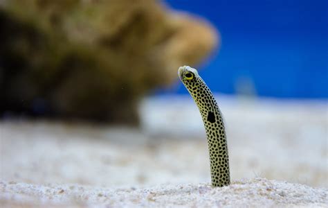 Spotted garden eel - Oceanogràfic de València