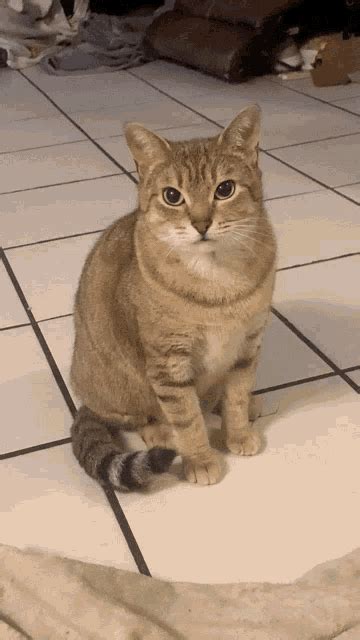 Cute Cat GIF - Cute Cat - Discover & Share GIFs