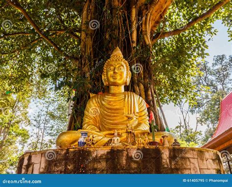 Buddha And The Bodhi Tree Stock Photography | CartoonDealer.com #76948184