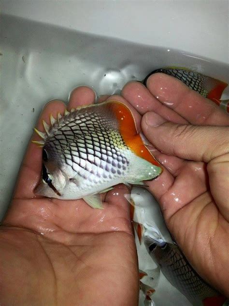 Pearlscale Butterflyfish - Imported marine fish buy online india