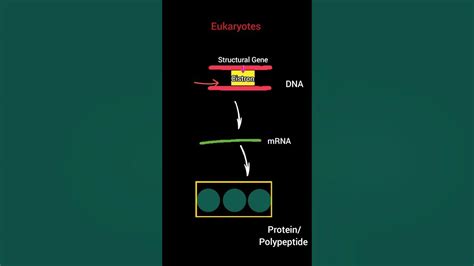 Gene vs Cistron | Molecular Basis of Inheritance #biology #neet #shorts ...