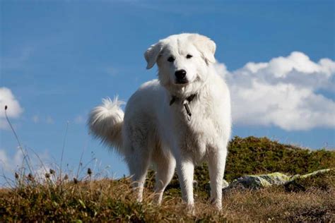 Maremma Sheepdog | Dog Breeds Facts, Advice & Pictures | Mypetzilla UK