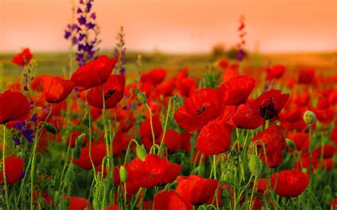 Poppy Flower Wallpapers - Top Free Poppy Flower Backgrounds ...