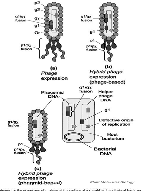 [PDF] Phage display – a tool for detection and prevention against ...