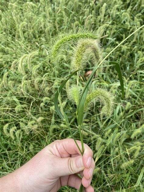 Foxtail – Weed ID Wednesday | N.C. Cooperative Extension