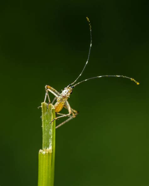 Green insect with long antennae · Free Stock Photo