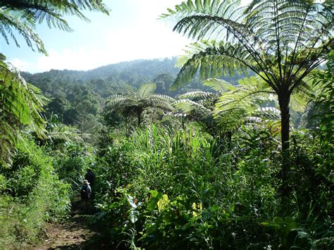 Medicinal plants thrive in biodiversity hotspots