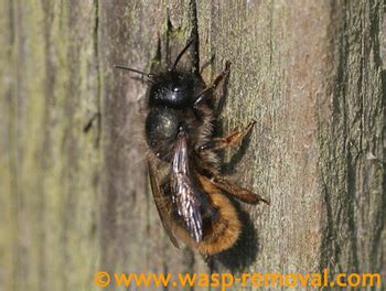 Guide to Bee Identification: Common Bee Species in the UK.