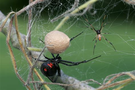 Colorado's Two Most Dangerous Spiders - Pure Pest Co