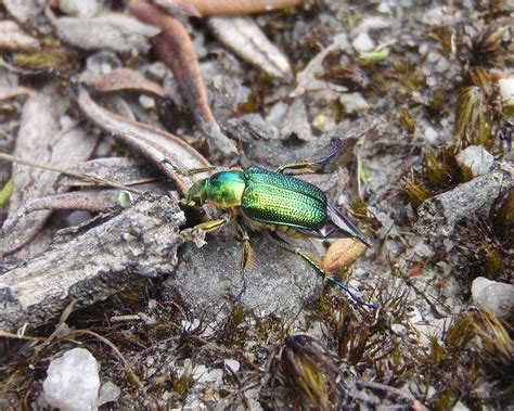 Green Scarab Beetle | Diphucephala species (possibly Diphuce… | Flickr