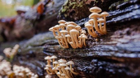 How To Inoculate Mushroom Logs For A Fresh Harvest For Fall