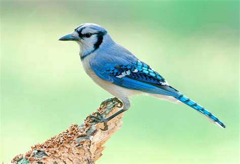 25 Most Beautiful Birds In The World Pictures