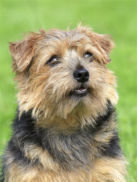 Norfolk Terrier - Dog-Breeds.net