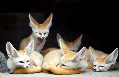 Fennec Fox Facts (Vulpes zerda)